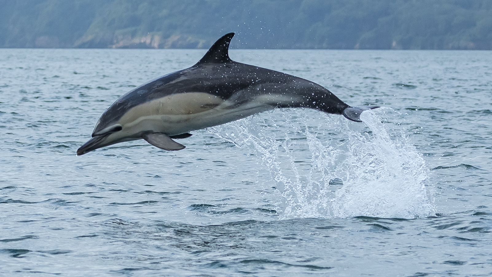 Autumn Sea Safari 2026 - Image 4