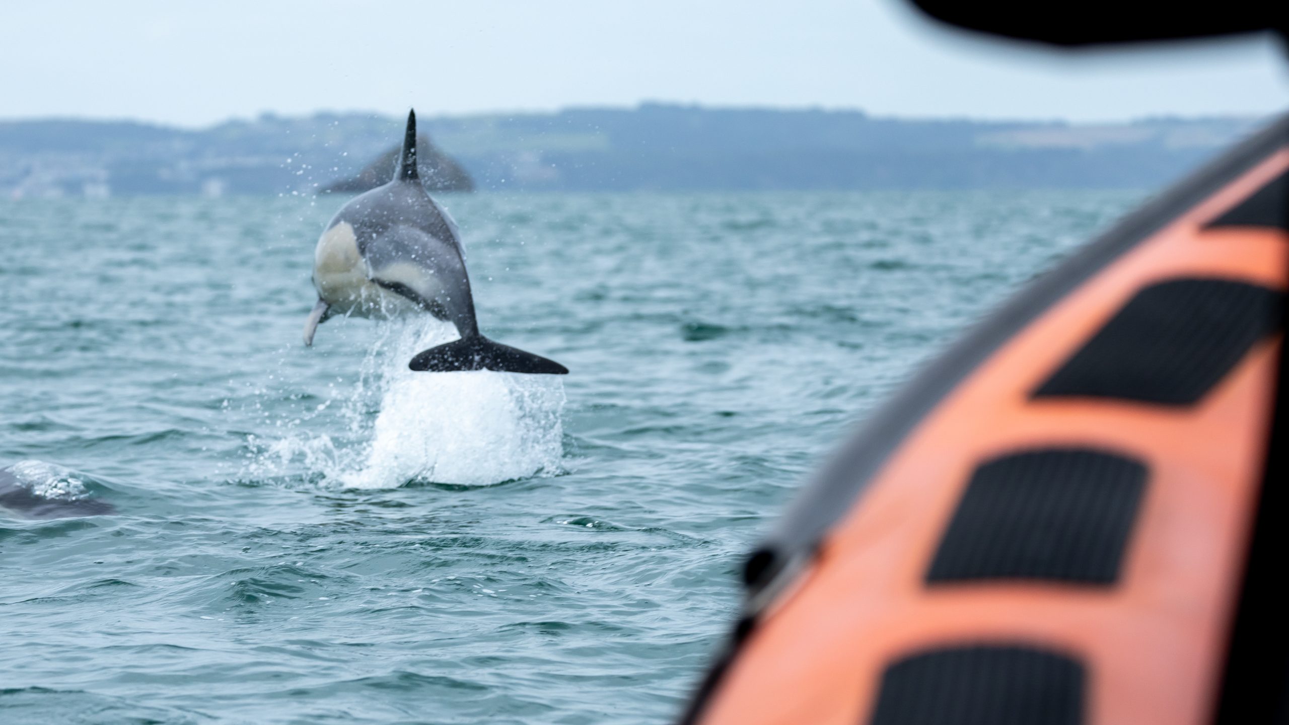 Autumn Sea Safari 2026 - Image 8