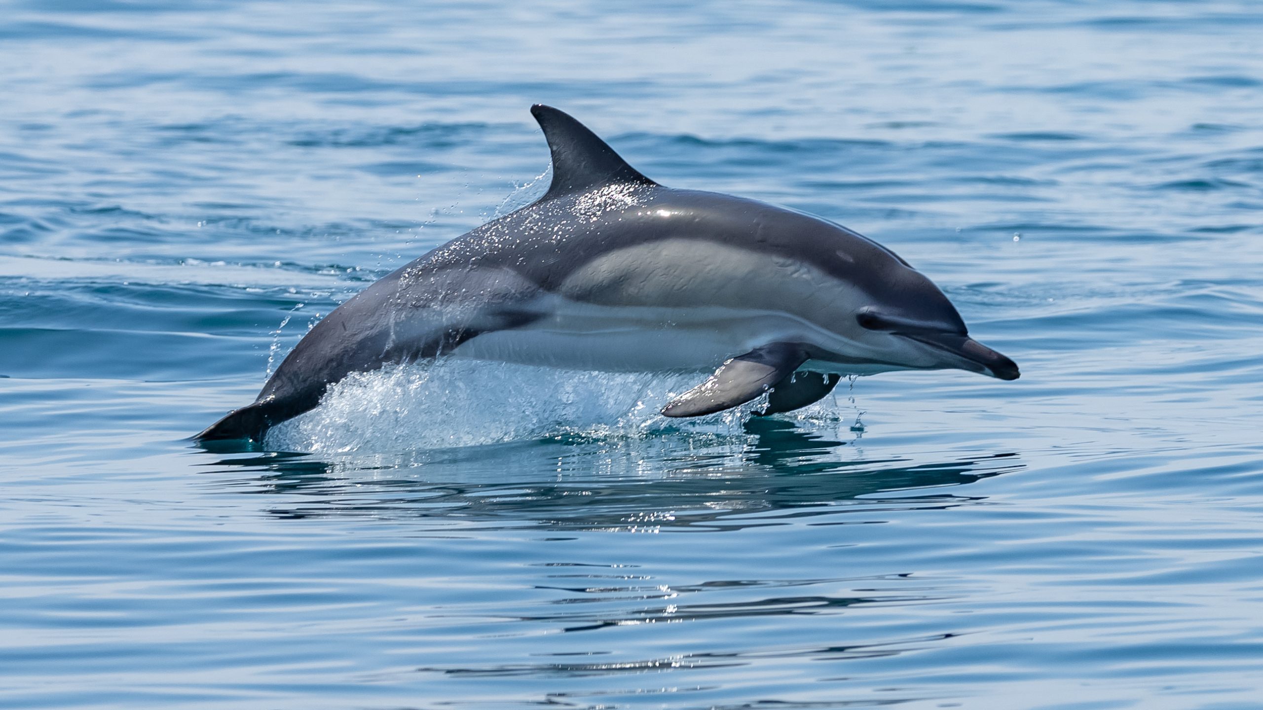 Autumn Sea Safari 2026 - Image 5