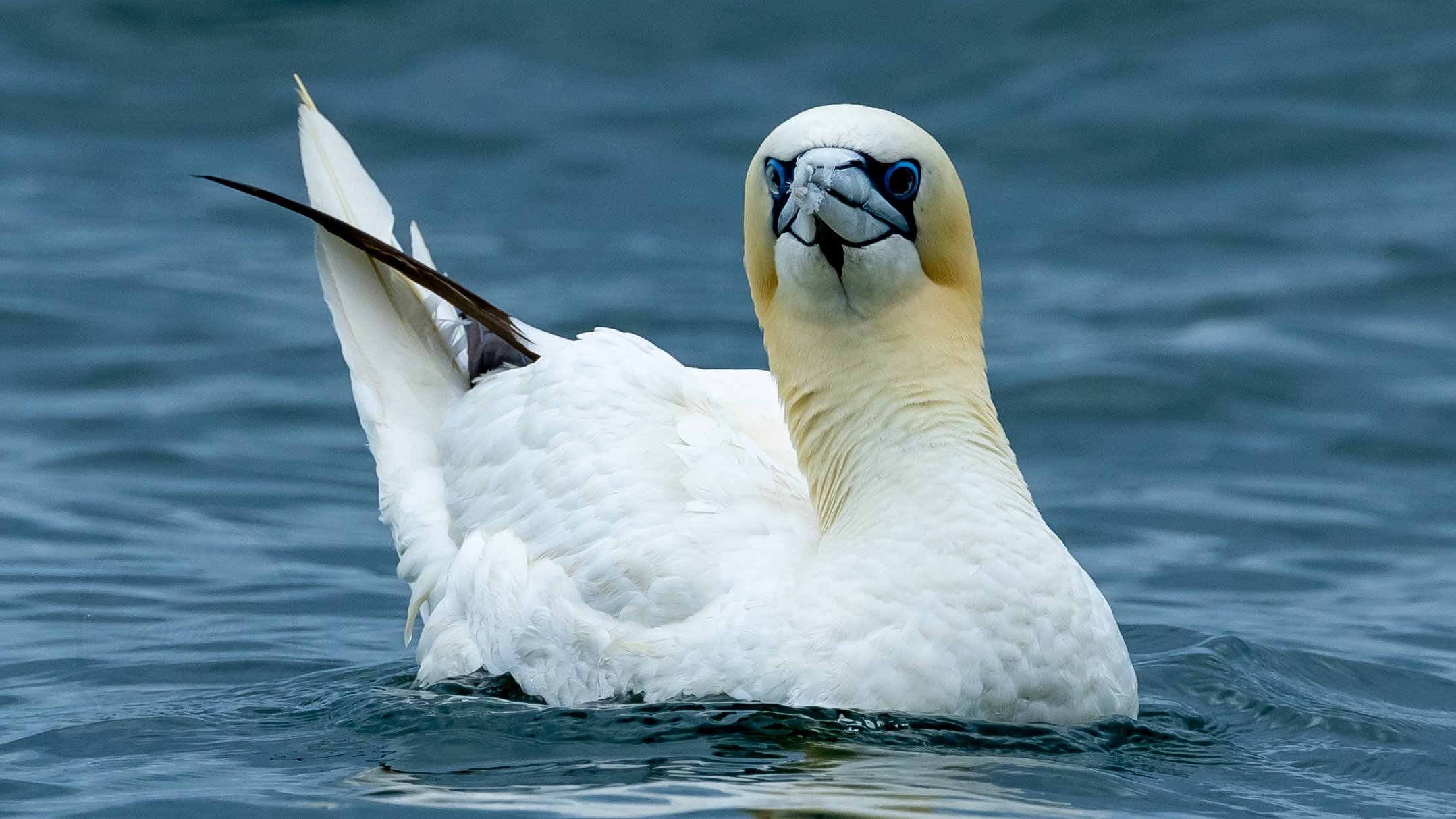 Autumn Sea Safari 2026 - Image 9