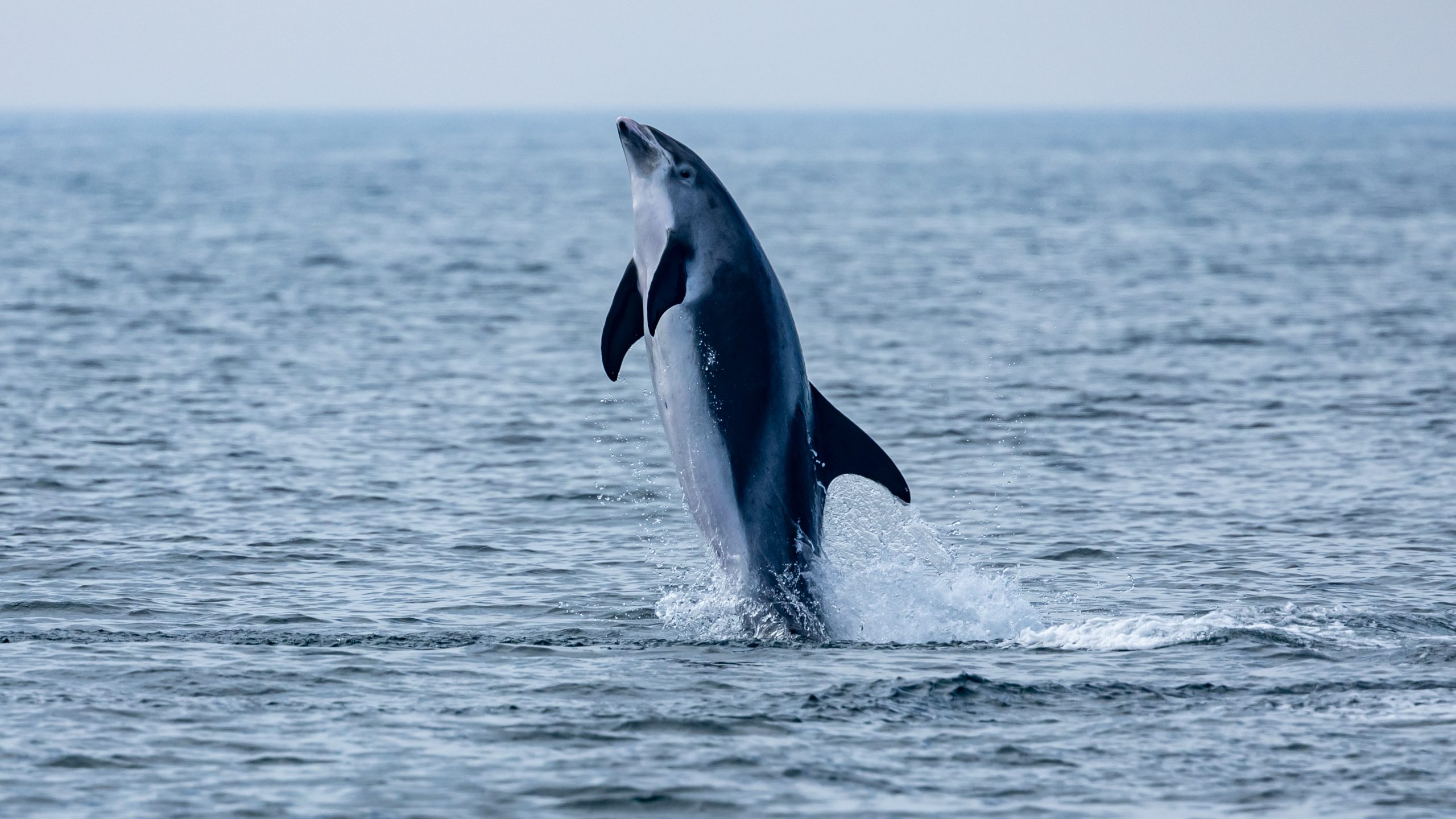 Autumn Sea Safari 2026