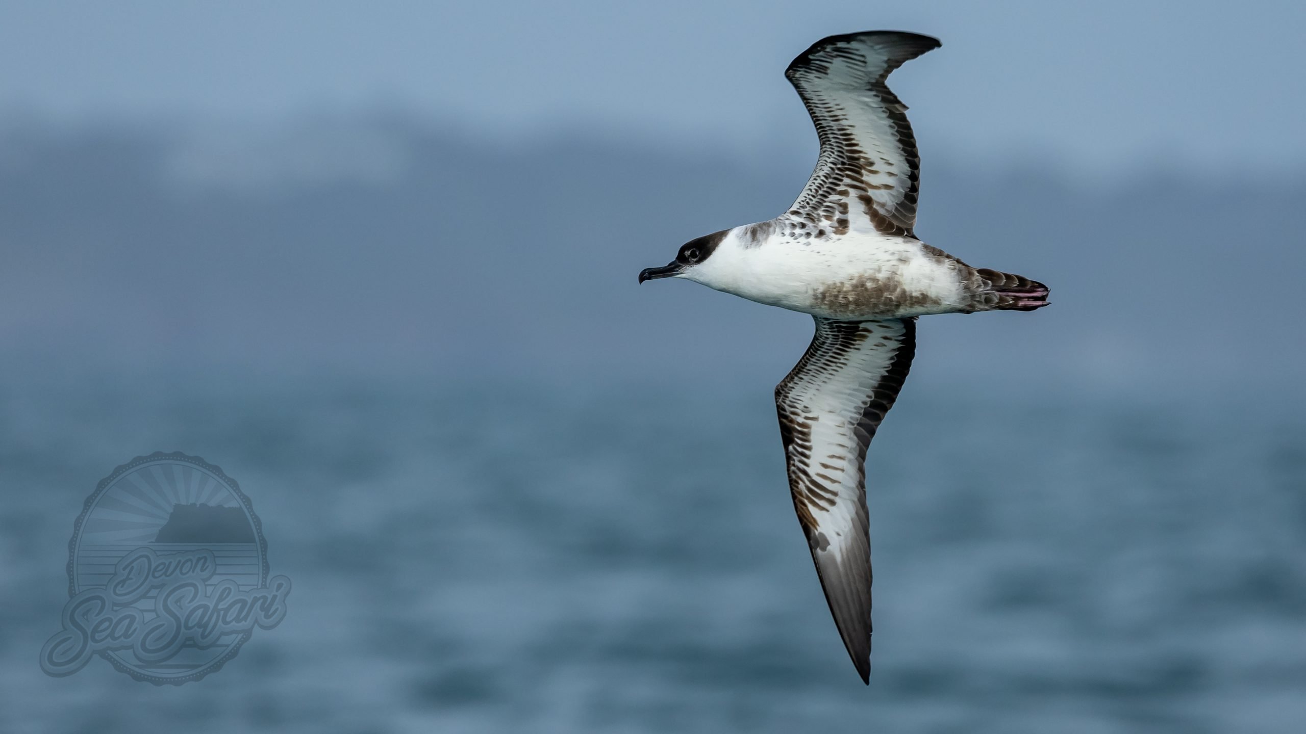 Autumn Sea Safari 2026 - Image 10